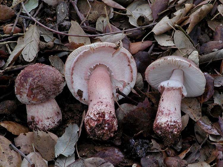 I tanti aspetti della Amanita rubescens